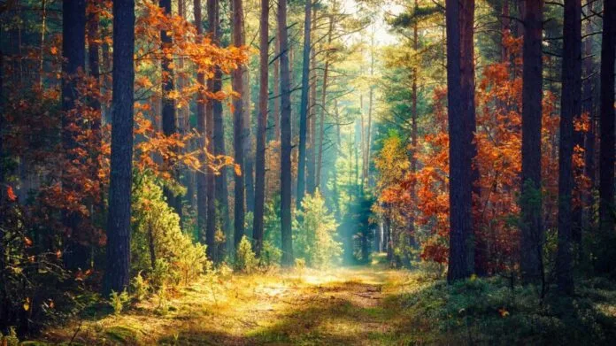 Bain de Foret