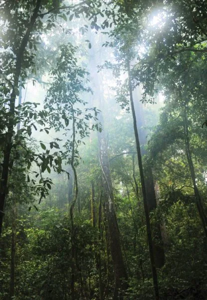 Foret