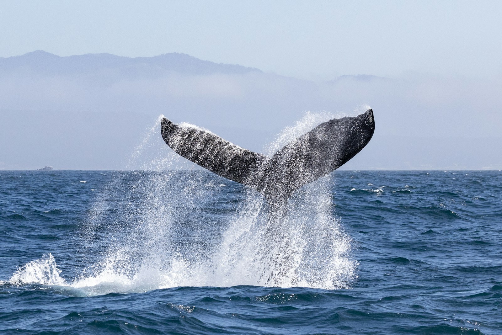 Saut d’une baleine à bosse, spectacle phare de l’hiver en baie de Samaná