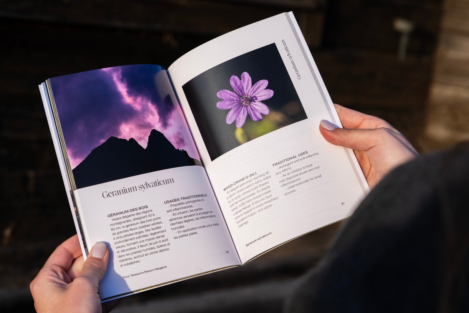 Pages du livre « Fleurs sauvages des Alpes » consacrées aux fleurs violettes