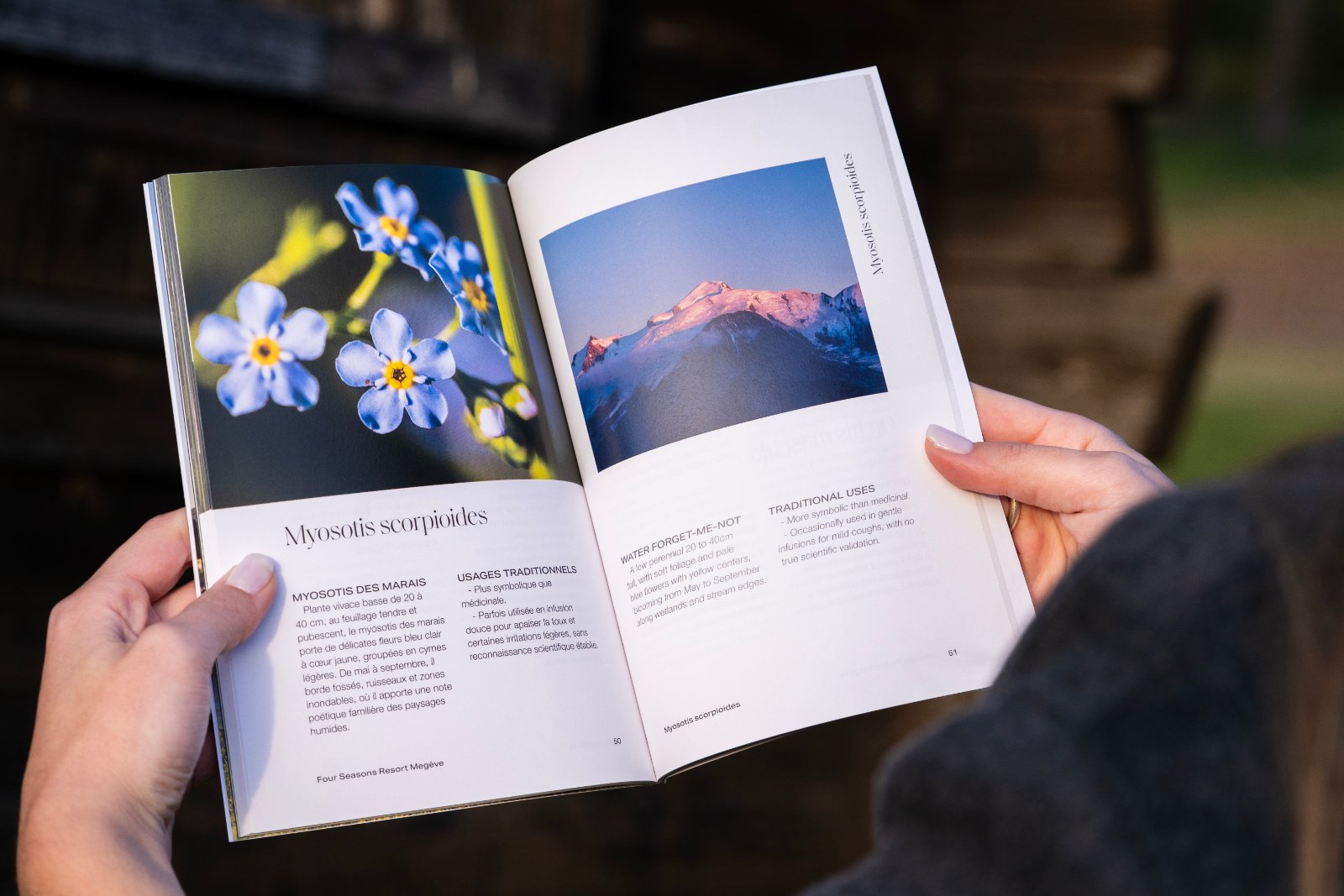 Gentianes bleues et sommets dans le livre « Fleurs sauvages des Alpes »