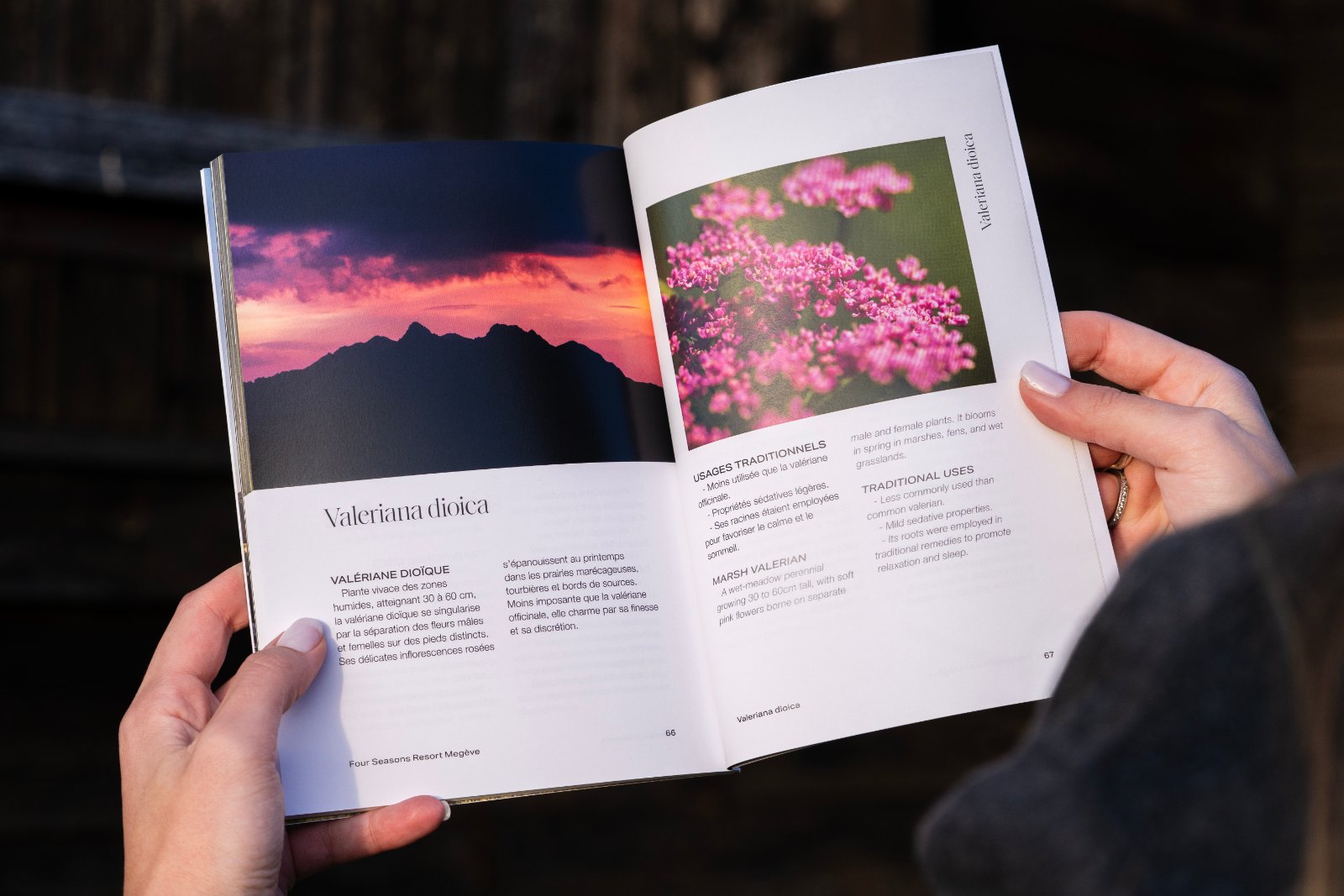 Fleurs roses et ciel de montagne dans « Fleurs sauvages des Alpes »