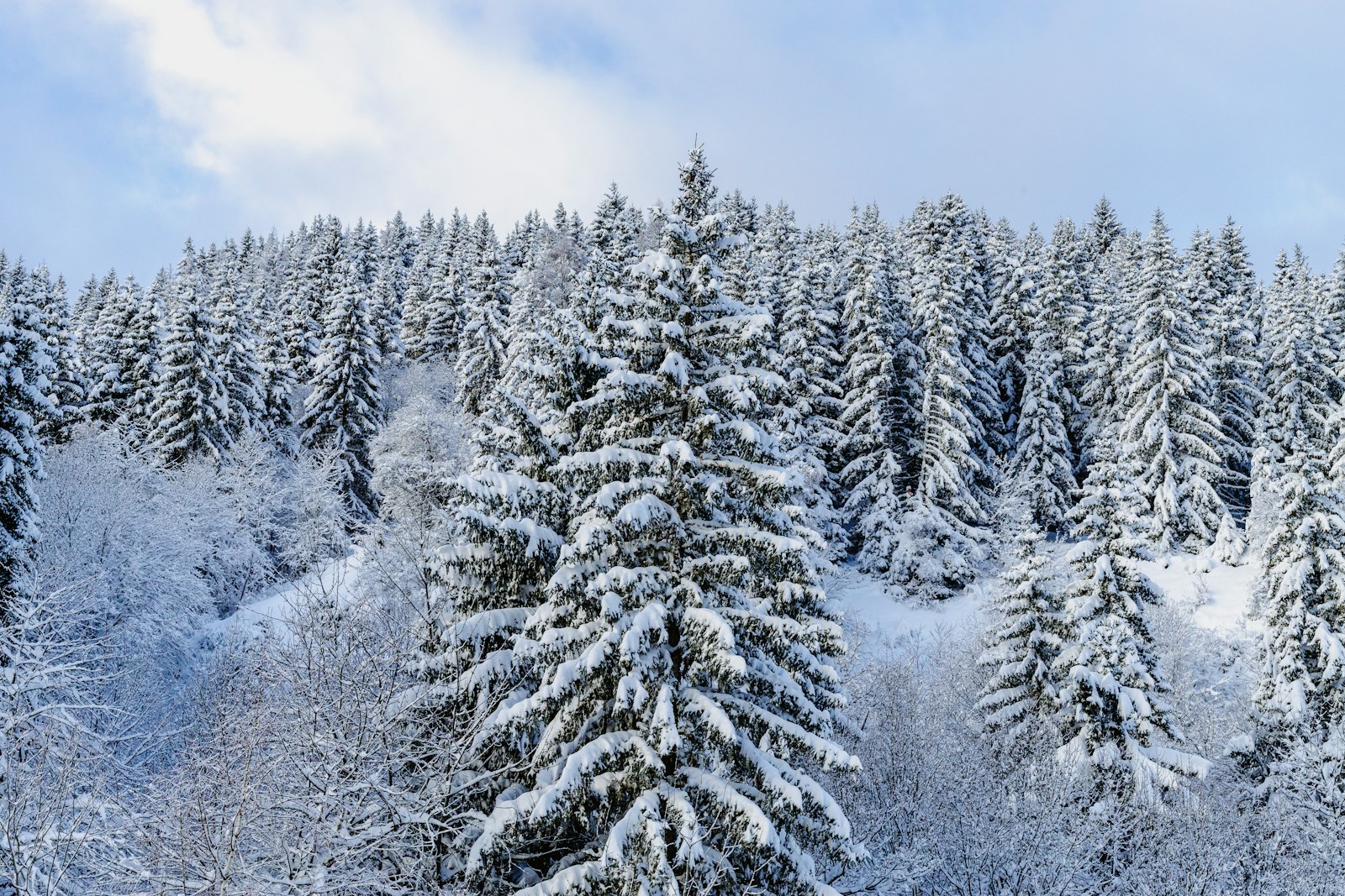 Forêt de sapins enneigés en montagne