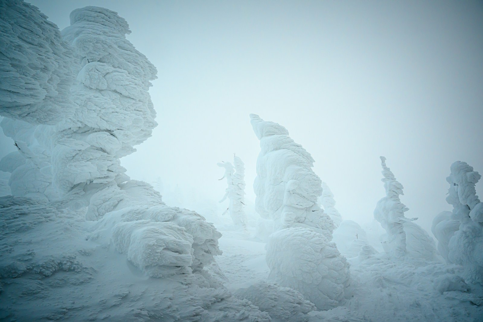 Arbres couverts de givre dans la brume, paysage d'hiver des montagnes de Zao