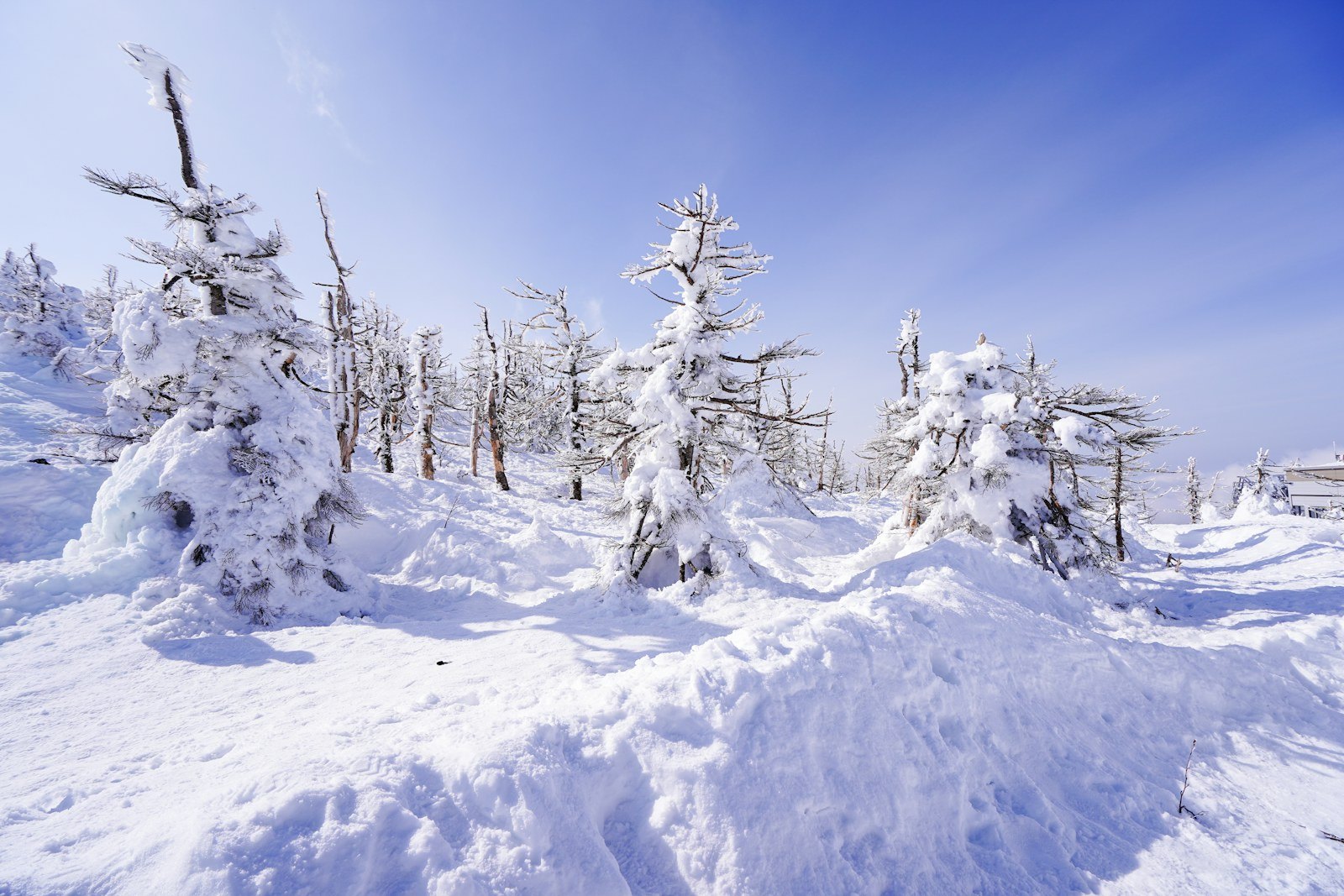 Arbres enneigés sous un ciel bleu éclatant dans les montagnes de Zao