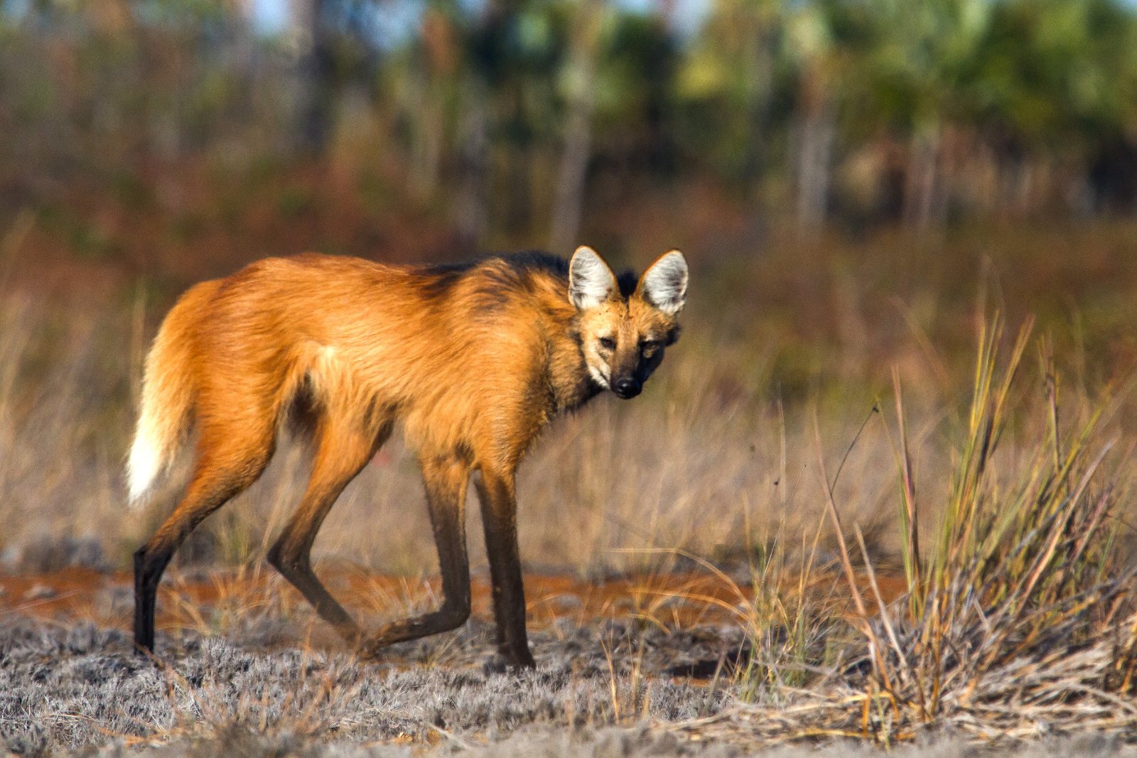 Loup à crinière près de la Pousada Trijunção, dans le Cerrado brésilien