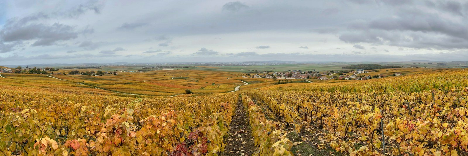 Vignes aux couleurs d'automne après les vendanges