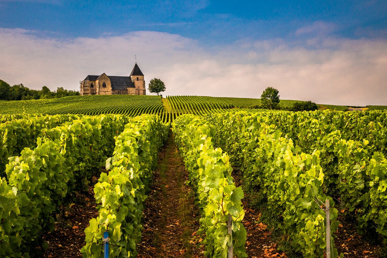 Vignoble au coucher du soleil, paysage viticole de Champagne